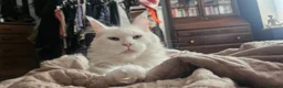 Mixed Breed cats for sale: Maine coon x kittens in Southend-on-Sea - Advert 5