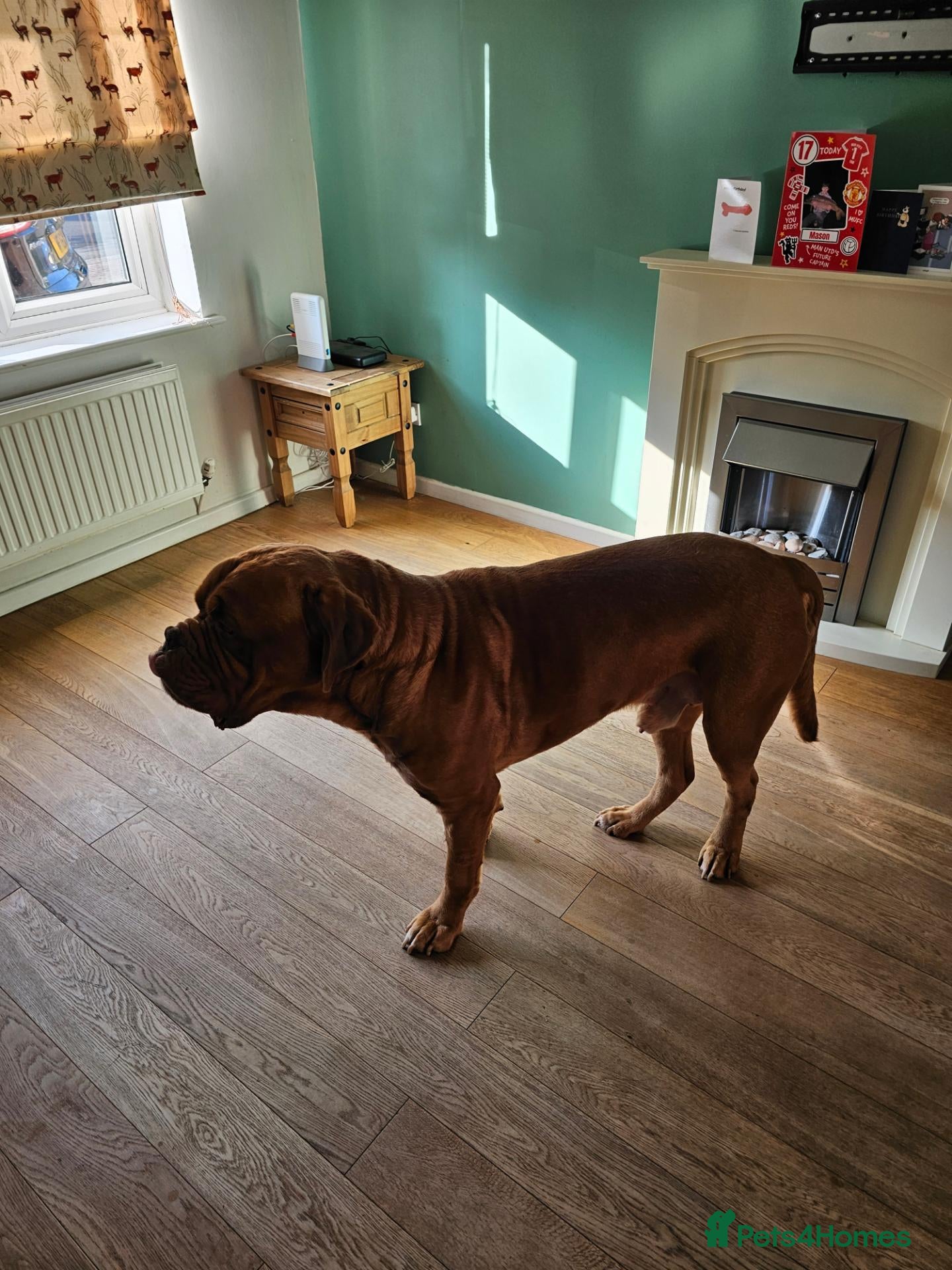 Dogue De Bordeaux dogs for sale: Ragnar - Advert 16