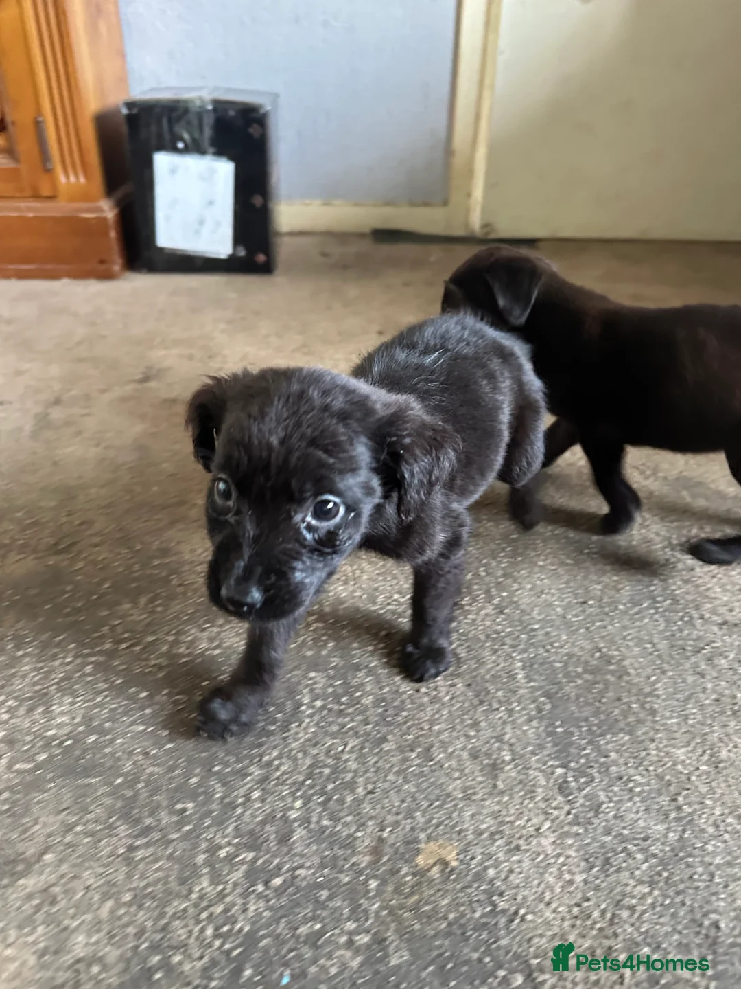 Mixed Breed dogs for sale: Puppies - Advert 3