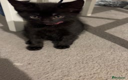 Mixed Breed cats for sale: Black kitten  - Image 1