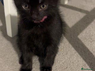 Mixed Breed cats Black kitten - Advert 8