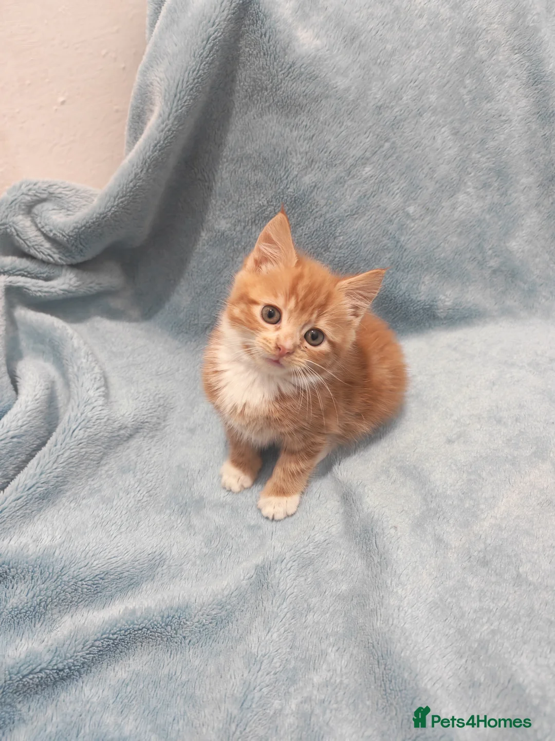 Mixed Breed cats for sale: Beautiful kittens VIDEOS - Advert 6