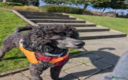 Standard Poodle dogs for sale: Standard poodle neutered - Image 2
