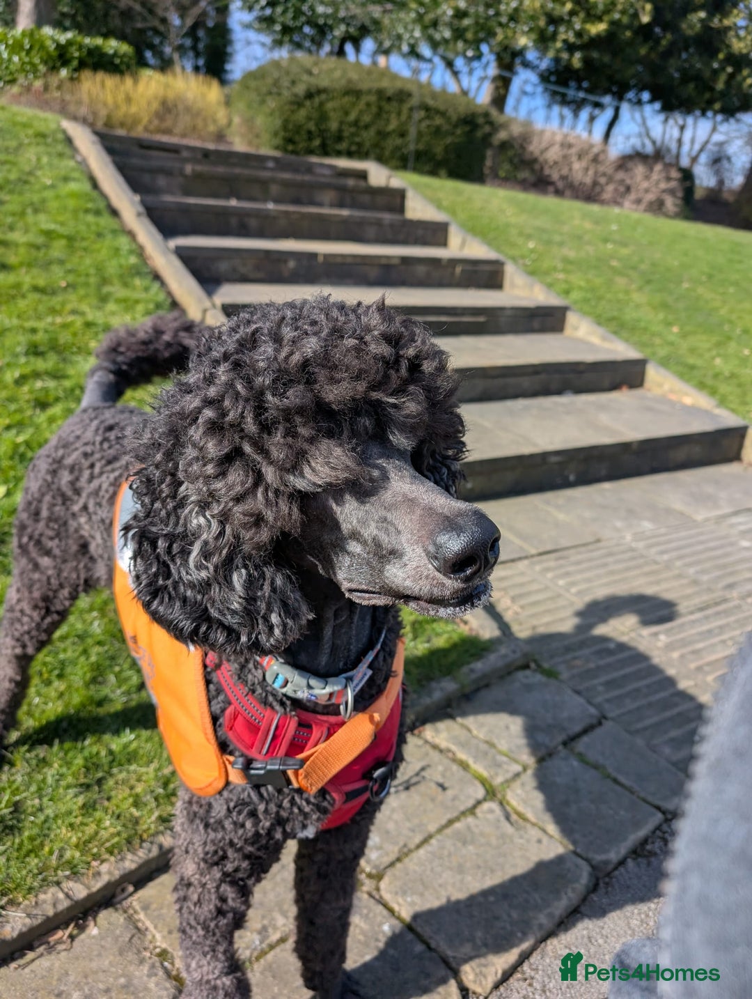 Standard Poodle dogs for sale: Standard poodle neutered - Image 2