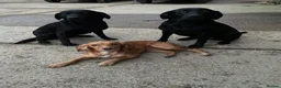 Cocker Spaniel dogs for sale: Beautiful KC Registered Cocker Spaniel Puppies  - Advert 19