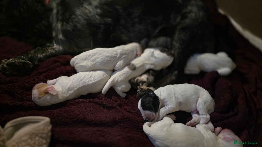 Mixed Breed dogs for sale: Beautiful cocker spaniels - Image 11