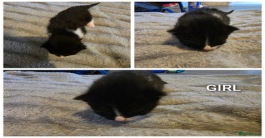 British Shorthair cats - Advert 15