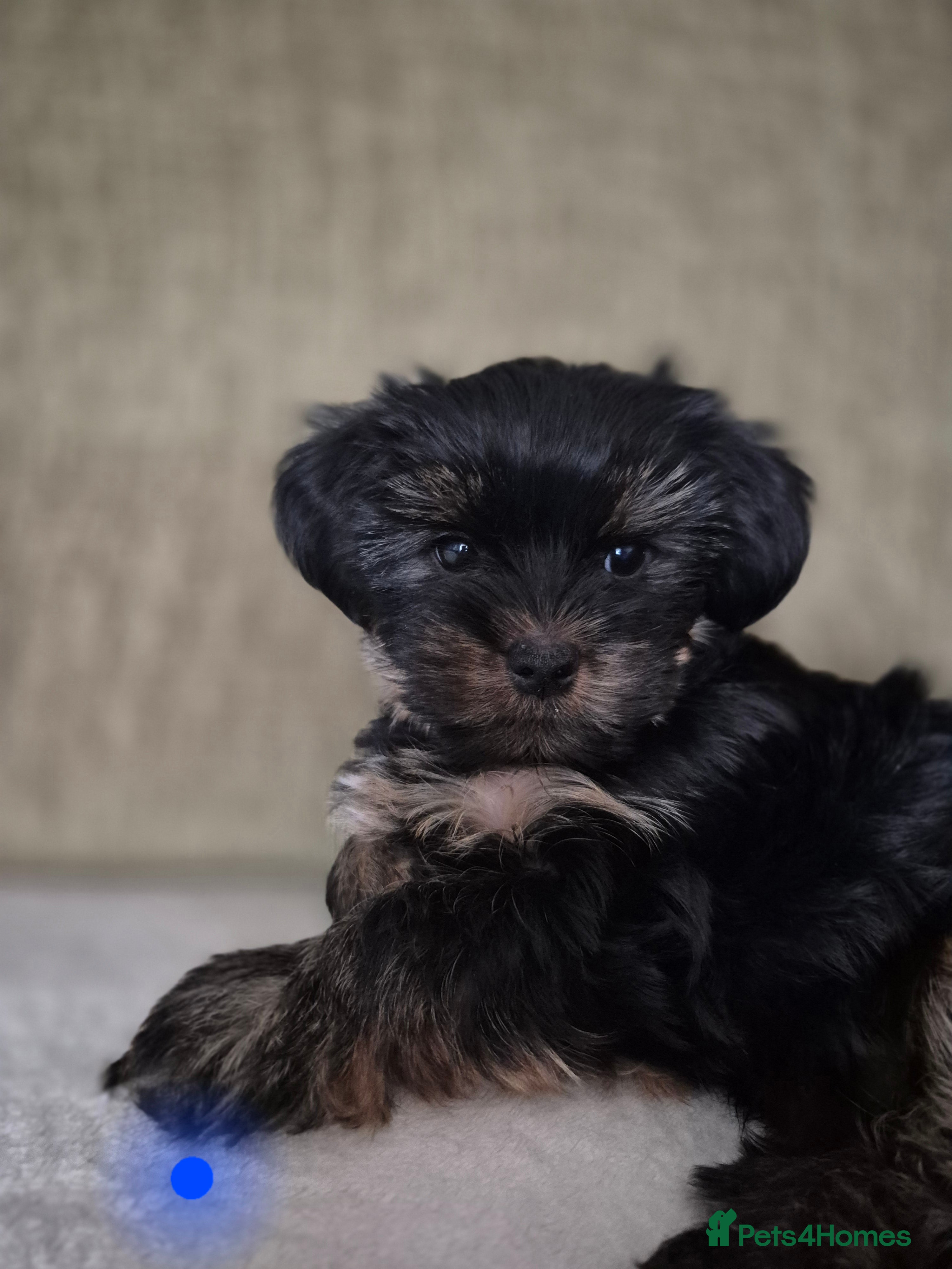 Yorkshire Terrier dogs Yorkshire terrier puppies looking for loving homes - Advert 11