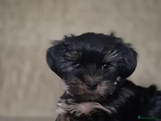 Yorkshire Terrier dogs Yorkshire terrier puppies looking for loving homes - Advert 11