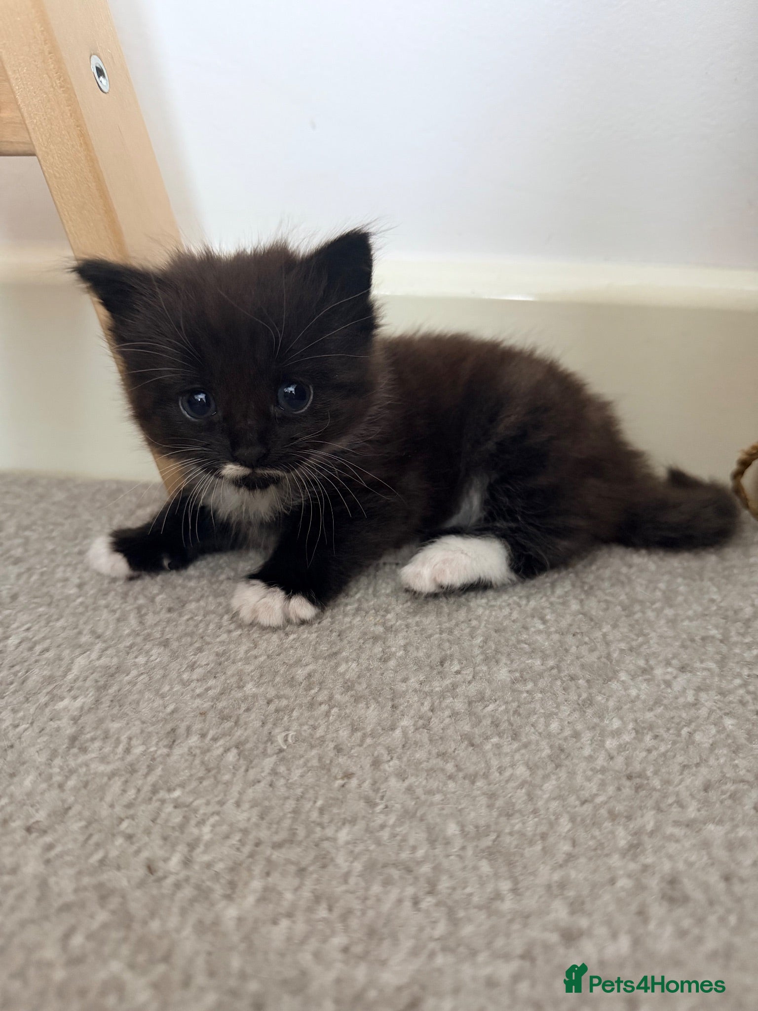 Mixed Breed cats Beautiful litter of female kittens ready now!! - Advert 6