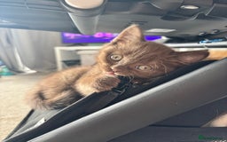 British Shorthair cats for sale: 🏆 pedigree British shorthair🏆 - Image 7