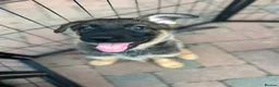 German Shepherd dogs for sale: Dutch shepherd x German shepherd puppies for sale - Advert 2