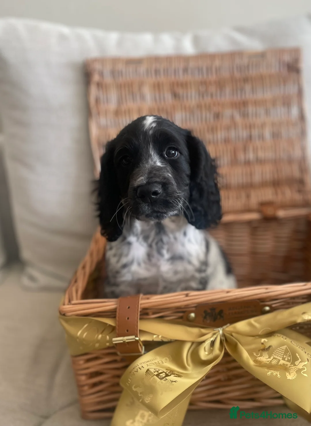 Cocker Spaniel dogs for sale: Handsome Male working cocker spaniel puppy. - Advert 2