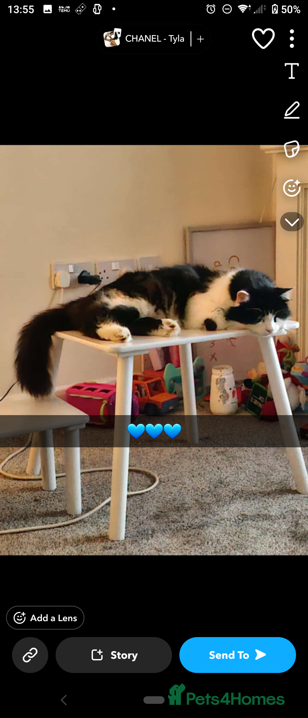 Mixed Breed cats Gorgeous male cat - Advert 4