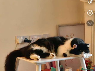 Mixed Breed cats Gorgeous male cat - Advert 8