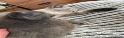 Mixed Breed cats for sale: Blue x Siberian Two Boy kittys - Advert 5