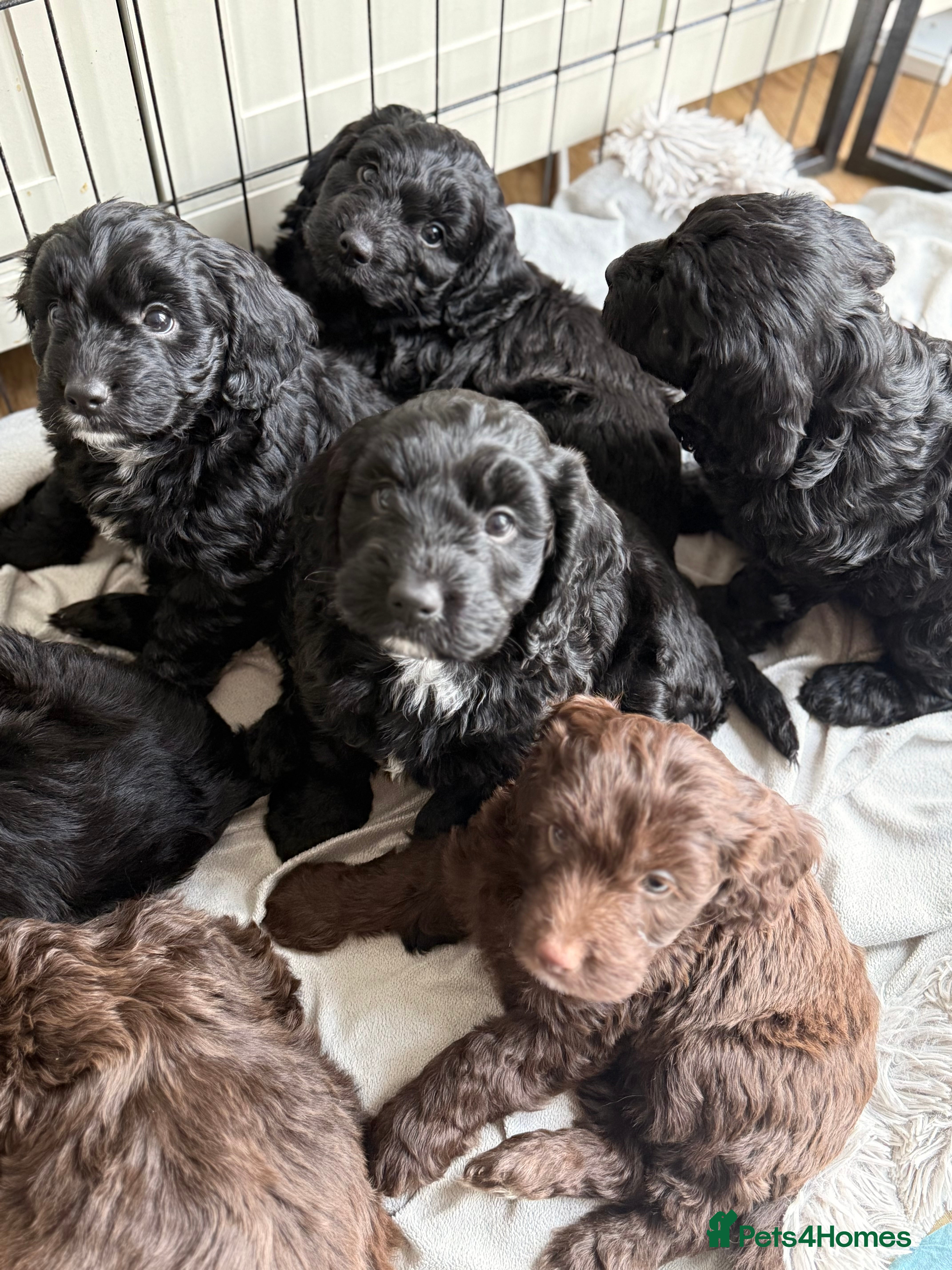 Mixed Breed dogs Stunning Litter of Sproodles 🤎🖤 - Advert 16