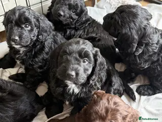 Mixed Breed dogs Stunning Litter of Sproodles 🤎🖤 - Advert 16