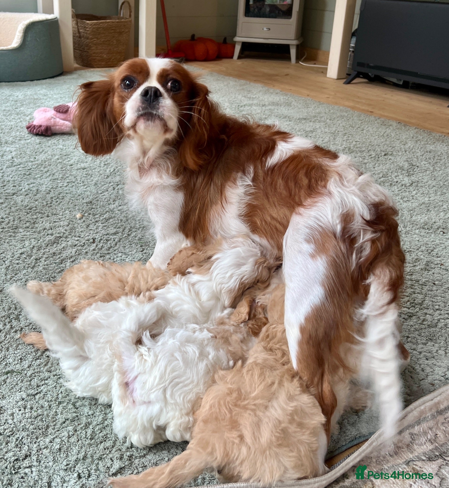 Cavapoo dogs Stunning F1 Cavapoo  - Advert 2