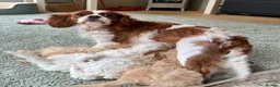 Cavapoo dogs for sale: Stunning F1 Cavapoo  - Advert 2
