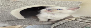 Uranos