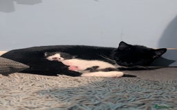 Domestic Shorthair cats for sale: Cute little black and white kitten - Advert 11