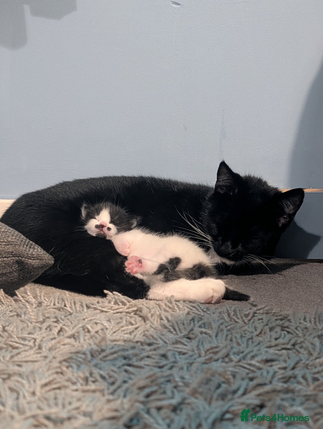 Domestic Shorthair cats for sale: Cute little black and white kitten - Advert 11