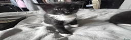 Mixed Breed cats for sale: 4 affectionate, friendly, and playful kittens! - Advert 6