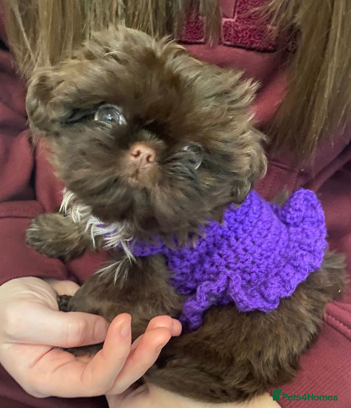 Shih Tzu dogs Imperial Shih Tzu (please read full ad) - Advert 1