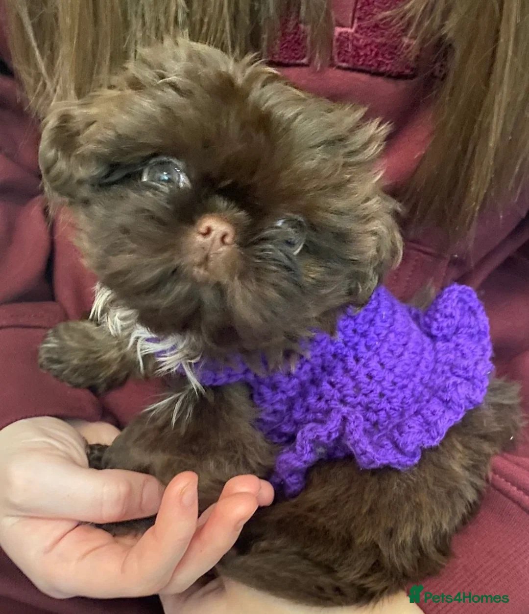 Shih Tzu dogs for sale: Imperial Shih Tzu (please read full ad) - Advert 1