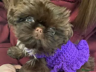 Shih Tzu dogs Imperial Shih Tzu (please read full ad) - Advert 1