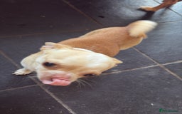 Chug dogs for sale: Chug for a loving home - Image 2