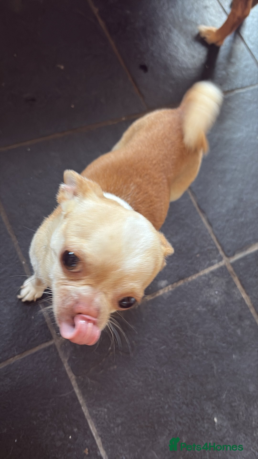 Chug dogs for sale: Chug for a loving home - Image 2