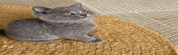 British Shorthair cats for sale: Pure british short hairs - Advert 4