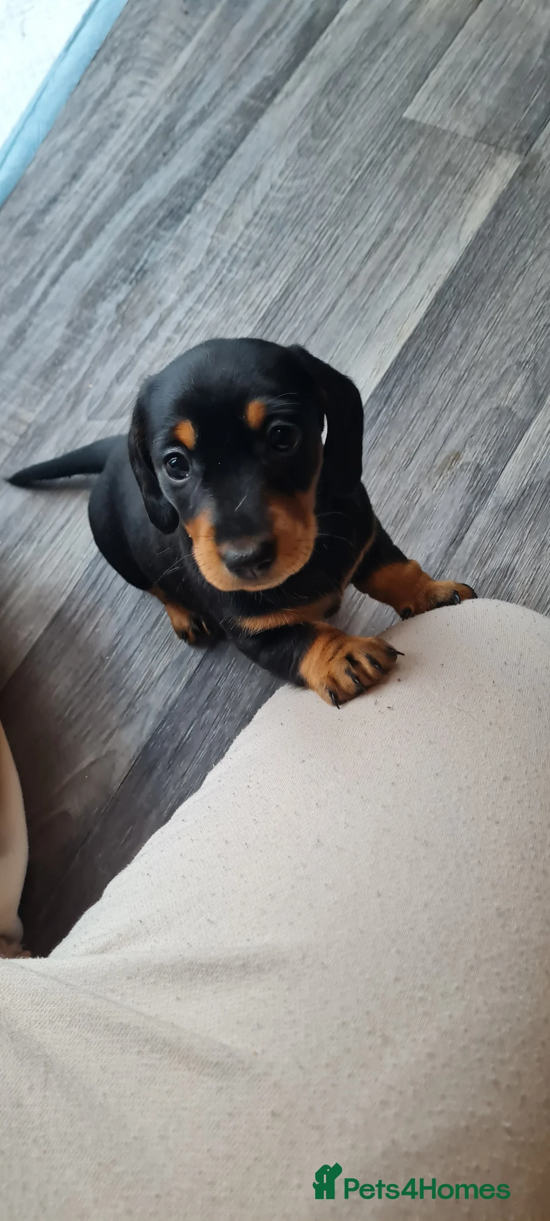 Miniature Dachshund dogs for sale: Black and Tan girl available  - Advert 2