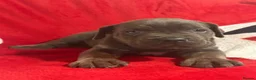 Cane Corso dogs for sale: BEAUTIFUL CANE CORSO PUPPIES – ICCF REGISTERED 🐾 - Advert 19