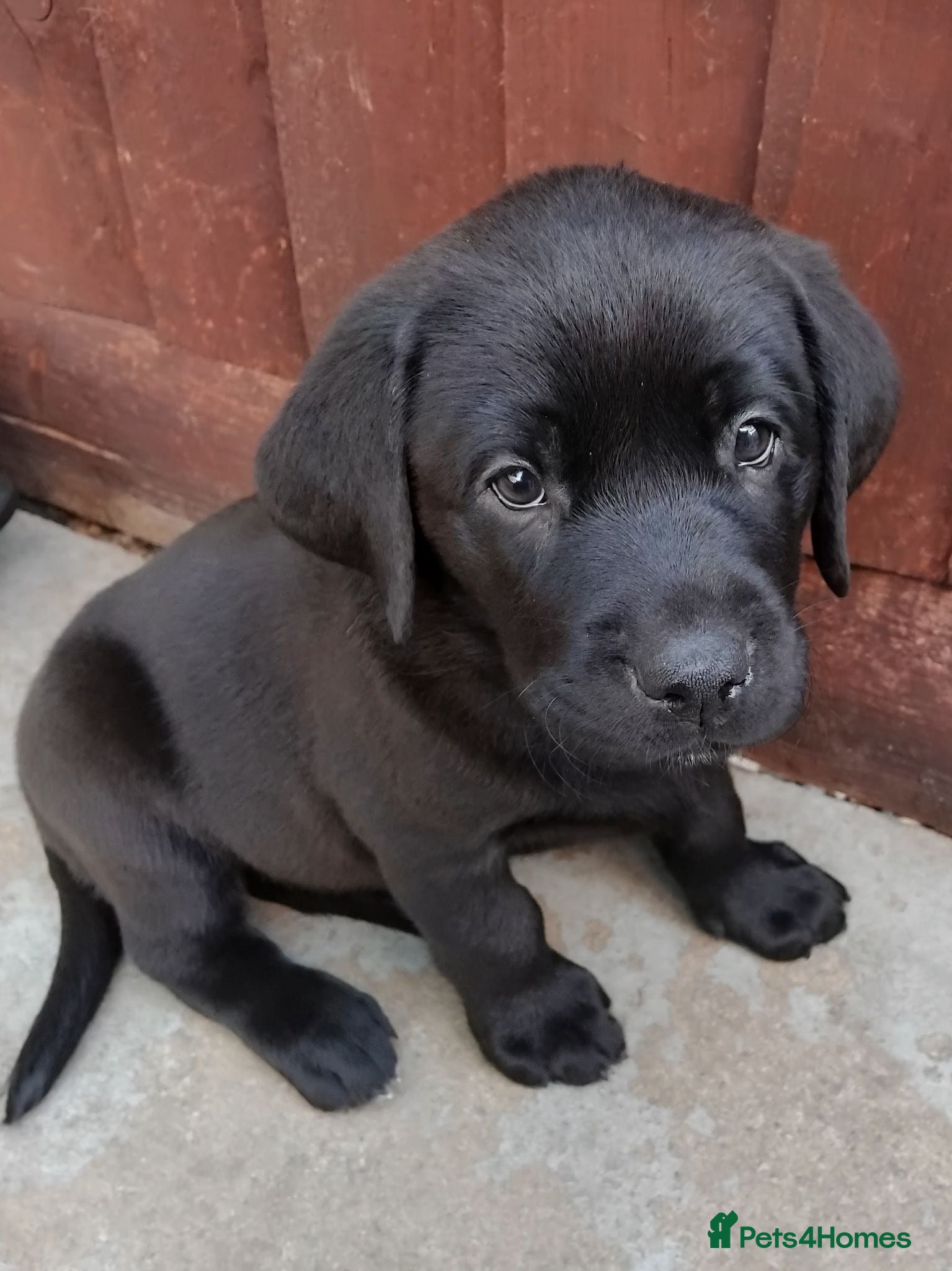 Labrador Retriever dogs  KC Black Labradors – 4 Boys & 2 Girls Available🐶 - Advert 2