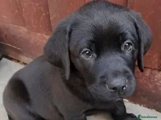 Labrador Retriever dogs KC Black Labradors – 4 Boys & 2 Girls Available🐶 - Advert 2