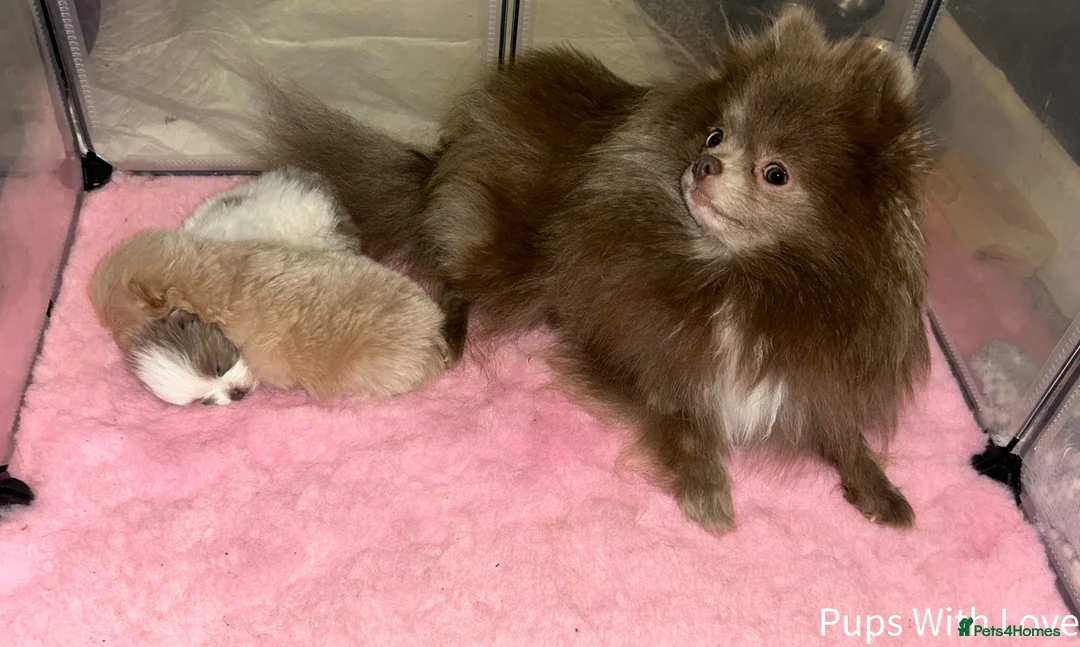 Pomeranian dogs for sale: Beautiful  **  Russian Girls  - Advert 7