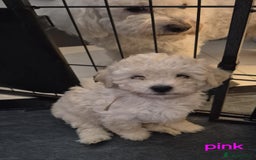 Mixed Breed dogs for sale: Bishon frise/Maltese puppies - Advert 9