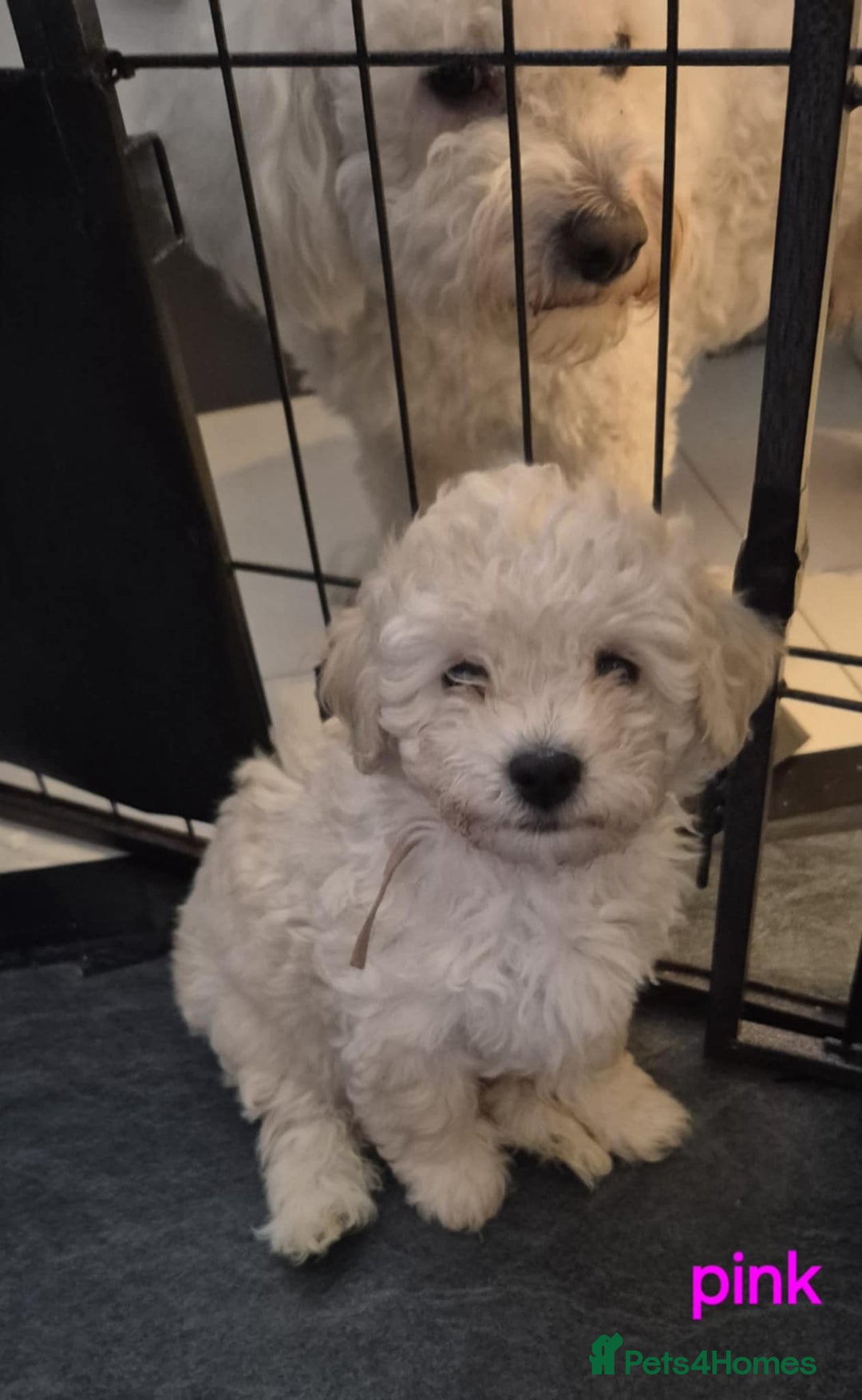 Mixed Breed dogs for sale: Bishon frise/Maltese puppies - Advert 9