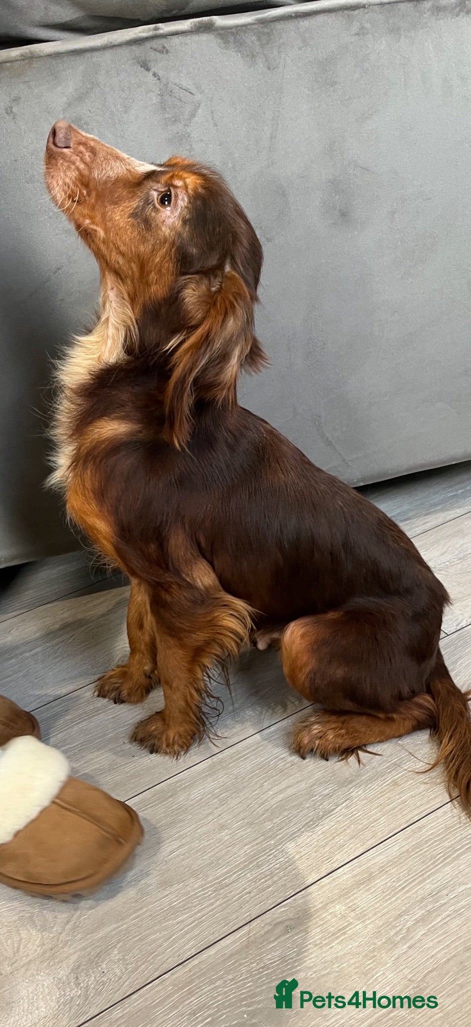 Cockapoo dogs 🐾BEAUTIFUL F1 COCKERPOOS REGISTERED BREEDER 🐾 - Advert 2