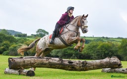 Appaloosa horses for sale: Perfect allrounder for sale - Image 12