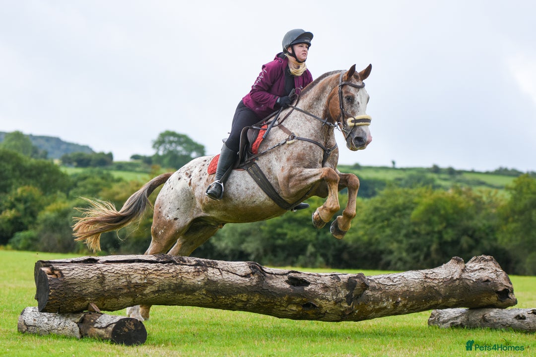 Appaloosa horses for sale: Perfect allrounder for sale - Image 12