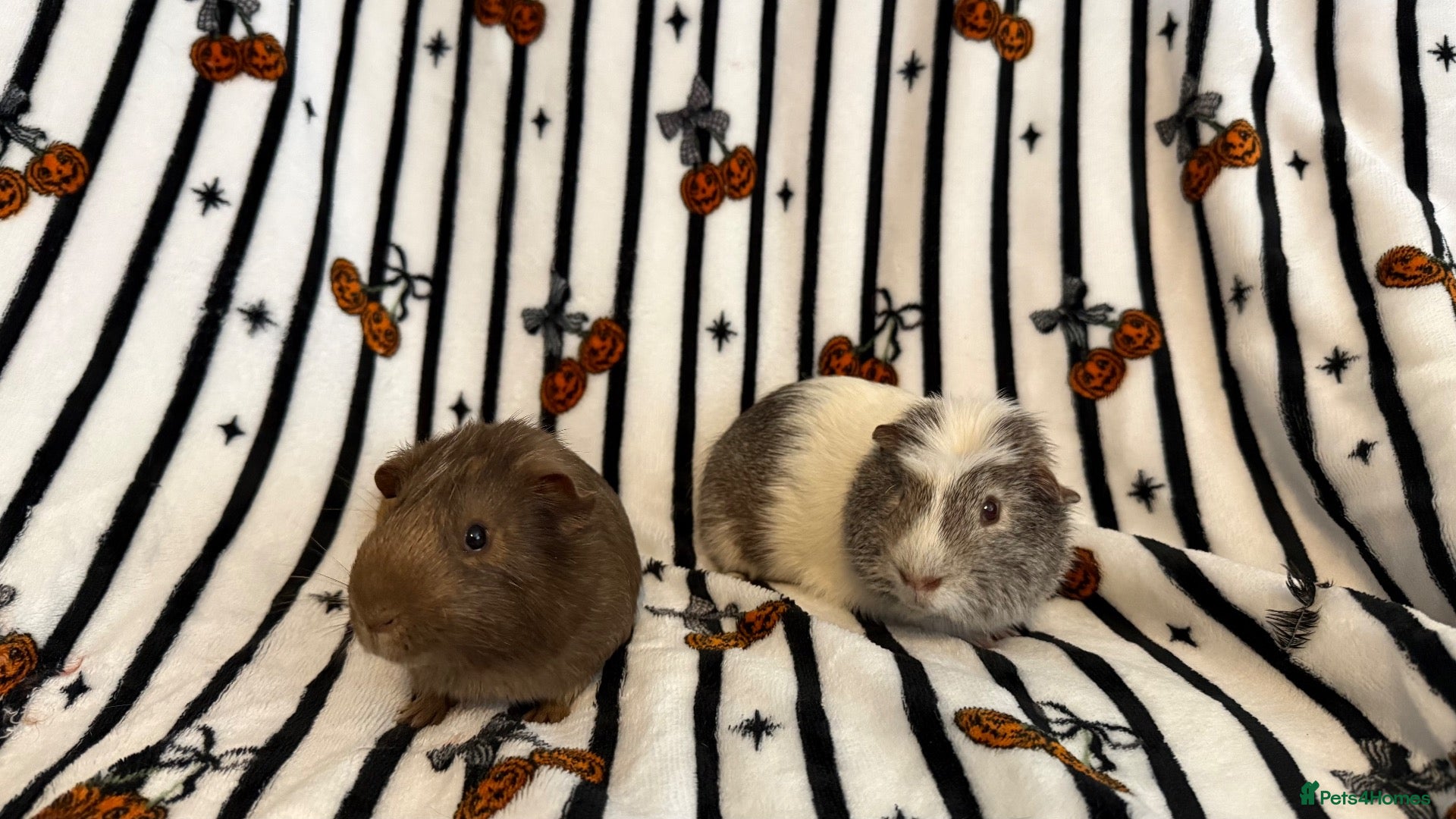 Guinea Pig rodents 2 bonded brother guinea pigs  - Advert 1