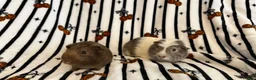 Guinea Pig rodents for sale: 2 bonded brother guinea pigs  in Worcester - Advert 1