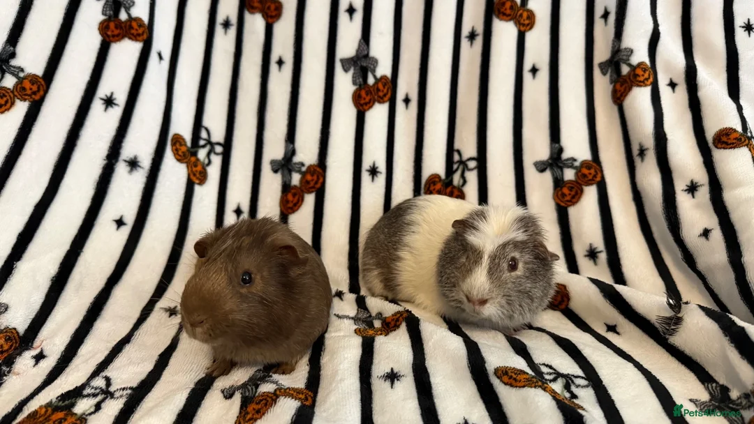 Guinea Pig rodents for sale: 2 bonded brother guinea pigs  in Worcester - Advert 1