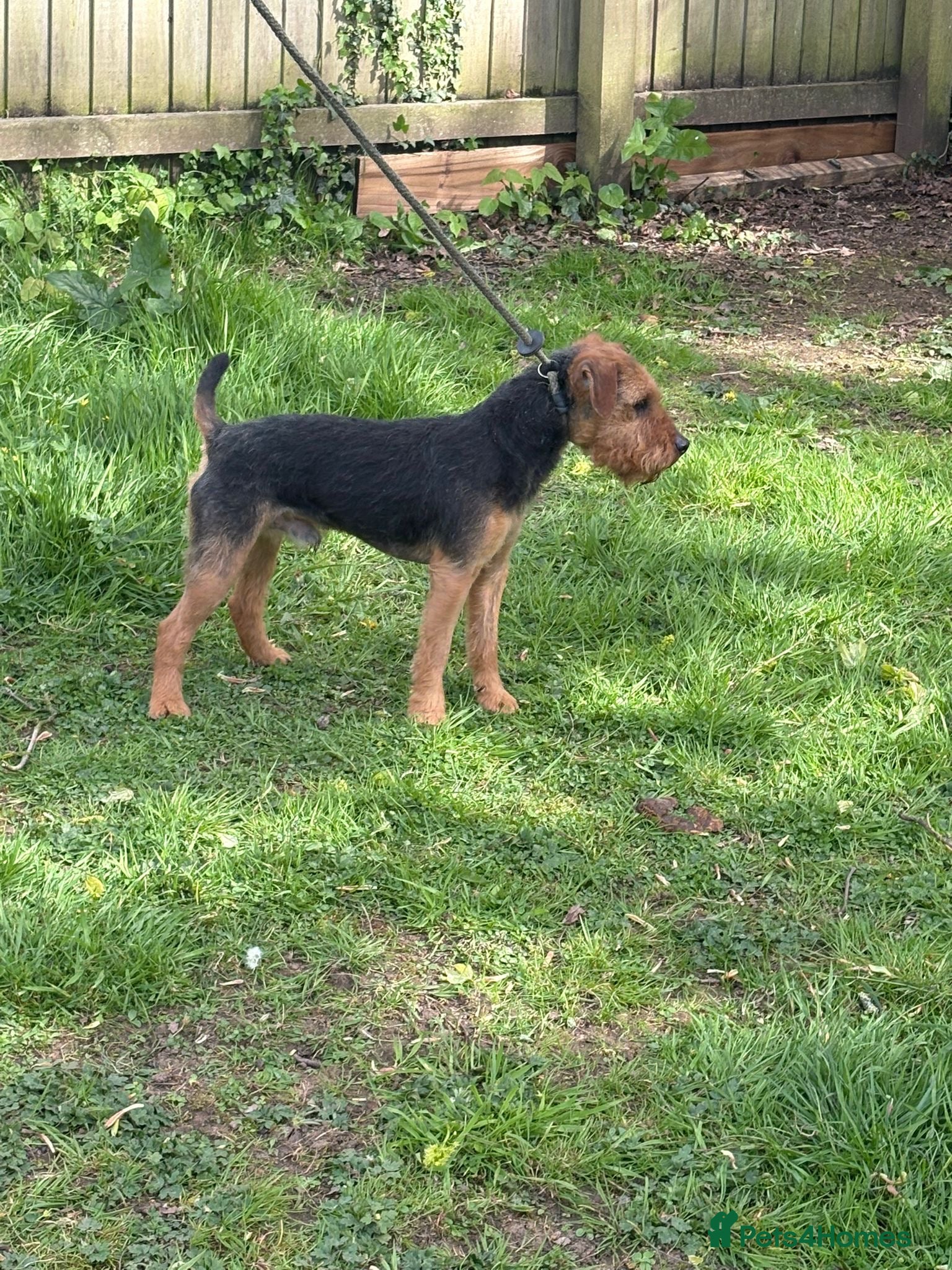 Patterdale Terrier dogs Lakeland male  - Advert 7
