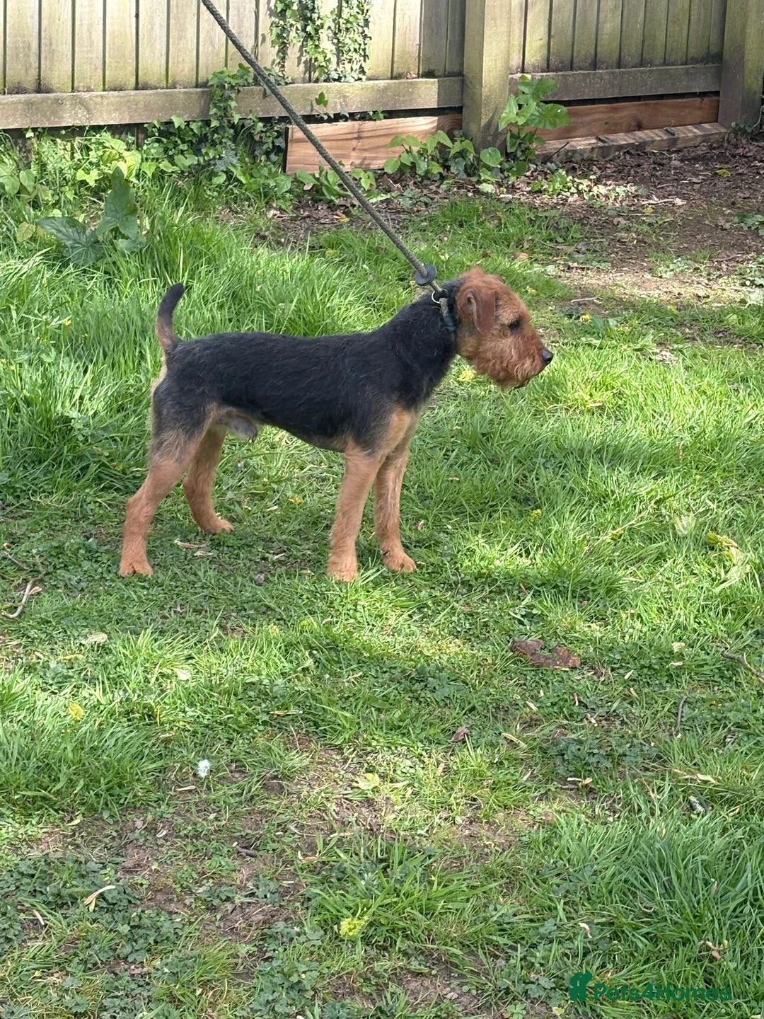 Patterdale Terrier dogs for sale: Lakeland male  - Advert 1