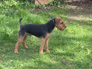 Patterdale Terrier dogs Lakeland male - Advert 8